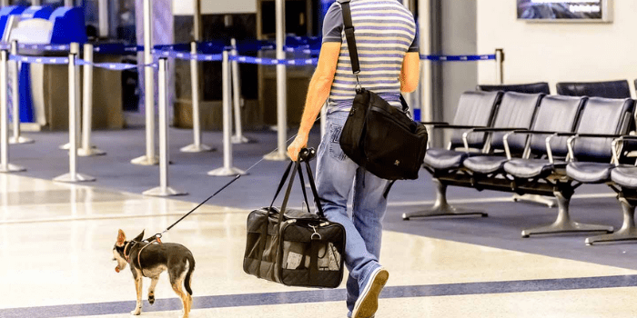 A Brief About American Airlines Pet Policy
