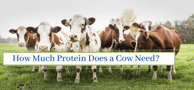 Protein diet for a Cow