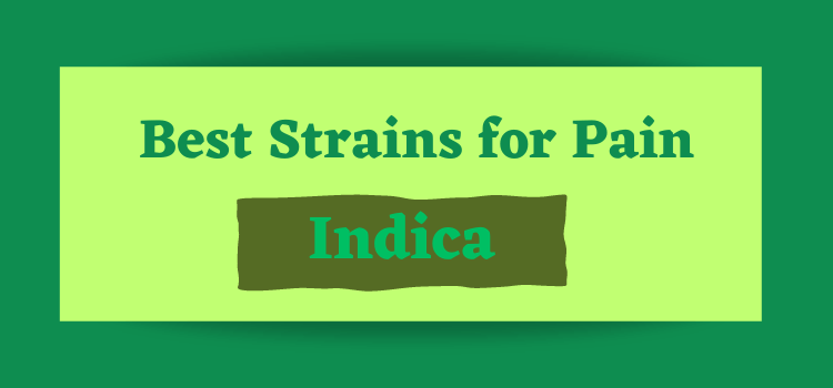 7 Indica Strains for Pain